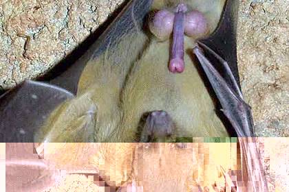 FruitBat Morning wood.jpg