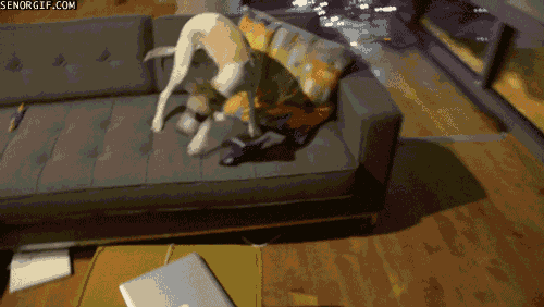 download (17).gif