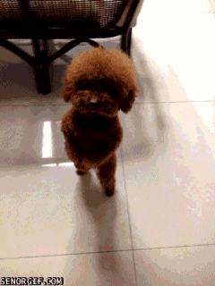 download (7).gif